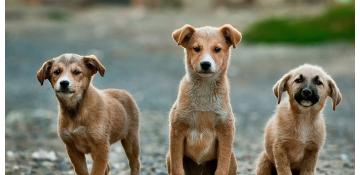 Animales en adopción
