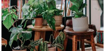 1 hogar 1 planta
