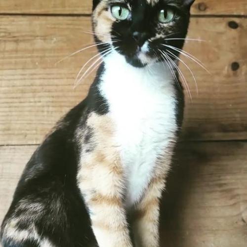 Bella