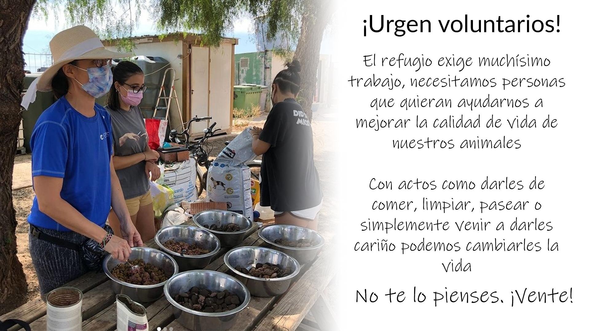 voluntarioss